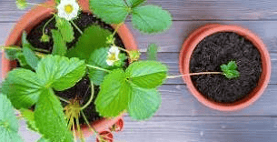 Cómo plantar fresas en maceta paso a paso