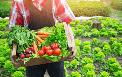 Que sembrar en tu huerto urbano. Imagen de un agricultor cosechando verduras y hortalizas de su huerto urbano